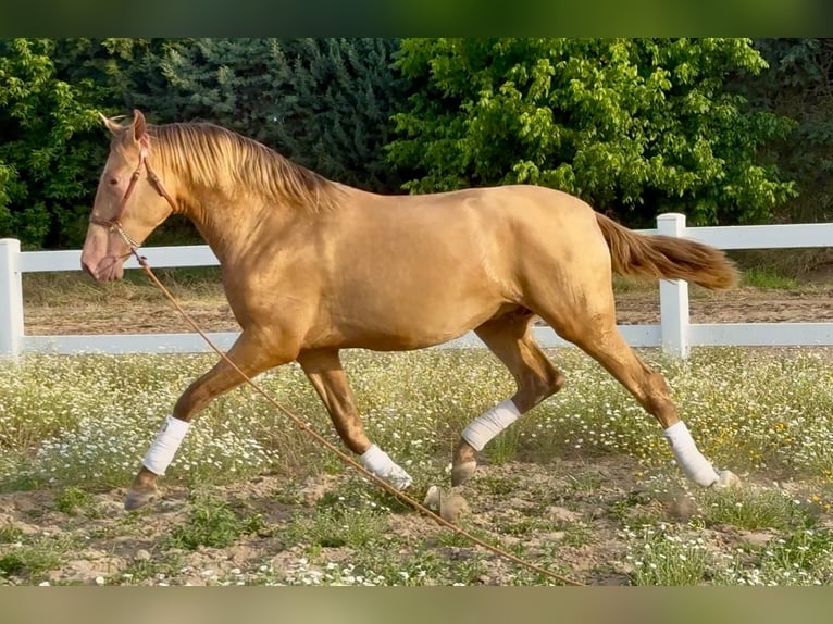 PRE Mix Stallion 2 years 16,1 hh Champagne in Villanueva De La Serena