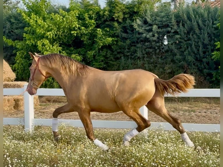 PRE Mix Stallion 2 years 16,1 hh Champagne in Villanueva De La Serena