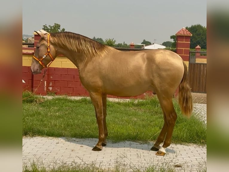 PRE Mix Stallion 2 years 16,1 hh Champagne in Villanueva De La Serena