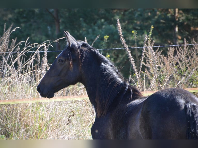 PRE Mix Stallion 2 years 16,1 hh Grey-Fleabitten in Arendsee