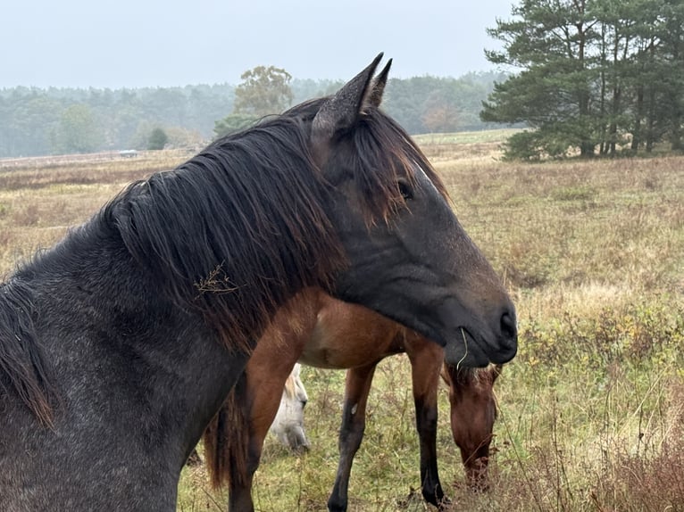 PRE Mix Stallion 2 years 16,1 hh Grey-Fleabitten in Arendsee