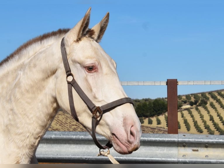 PRE Stallion 2 years 16,1 hh Pearl in Miralvalles