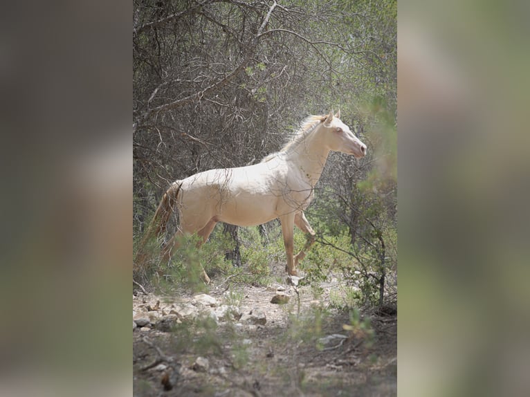 PRE Stallion 2 years 16,1 hh Perlino in Alcoi/Alcoy