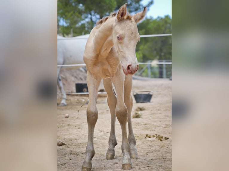 PRE Stallion 2 years 16,1 hh Perlino in Alcoi/Alcoy