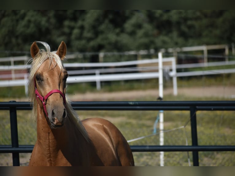 PRE Stallion 2 years 16,2 hh Palomino in El Real de la Jara, Sevilla