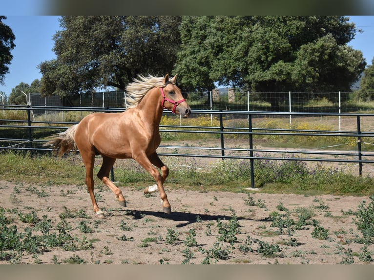 PRE Stallion 2 years 16,2 hh Palomino in El Real de la Jara, Sevilla