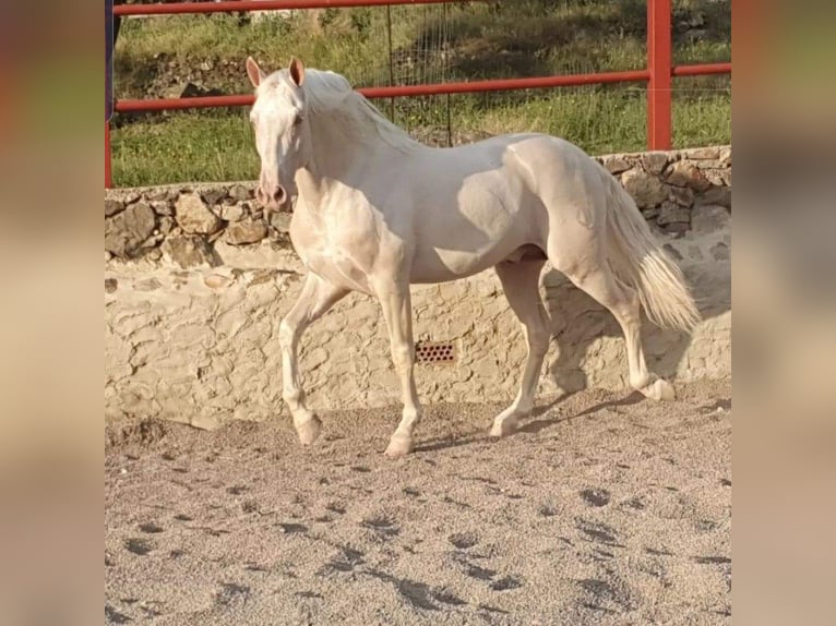 PRE Stallion 2 years 16,2 hh Palomino in El Real de la Jara, Sevilla