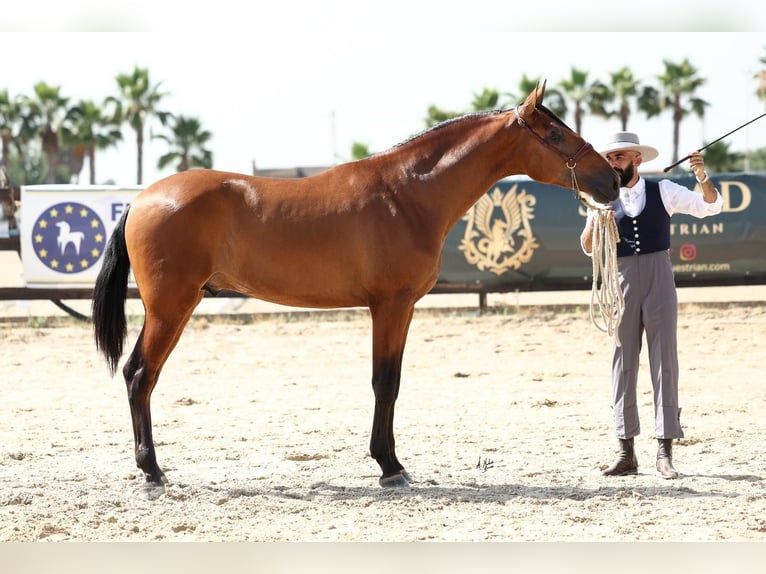 PRE Stallion 2 years 16,3 hh Brown in Santa Maria Del Cami (Isla De Mallorca)