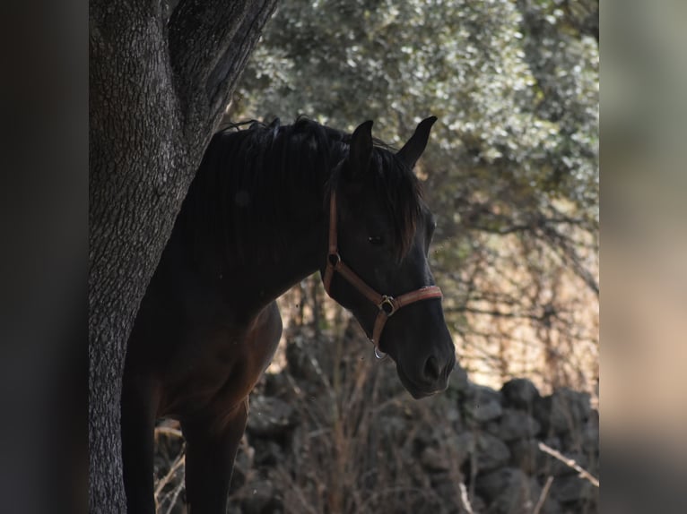 PRE Stallion 2 years 17 hh Black in El Real De La Jara, Sevilla