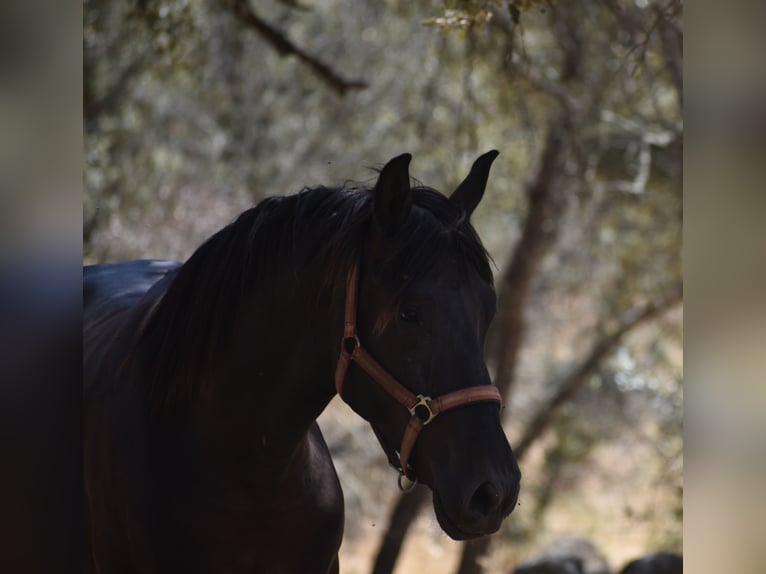 PRE Stallion 2 years 17 hh Black in El Real De La Jara, Sevilla