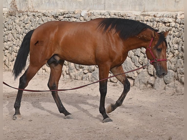 PRE Mix Stallion 2 years 17 hh Brown in Mallorca