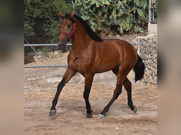PRE Mix Stallion 2 years 17 hh Brown in Mallorca