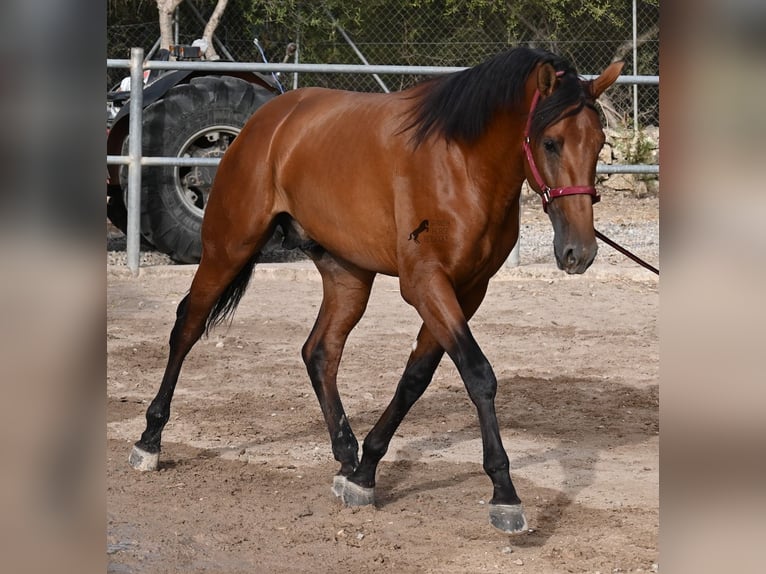 PRE Mix Stallion 2 years 17 hh Brown in Mallorca