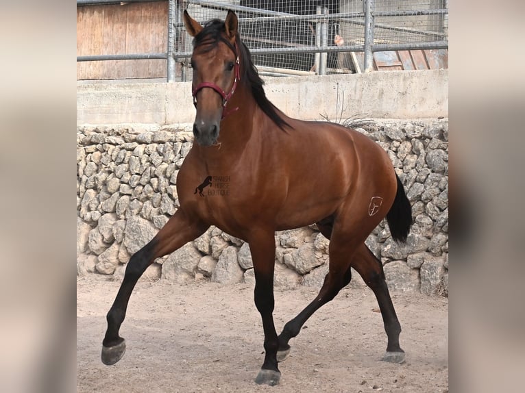 PRE Mix Stallion 2 years 17 hh Brown in Mallorca