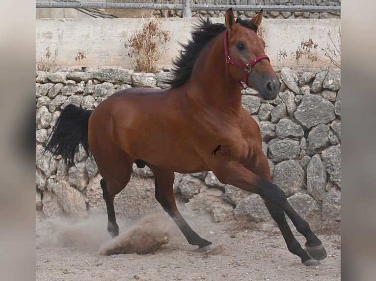 PRE Mix Stallion 2 years 17 hh Brown in Mallorca