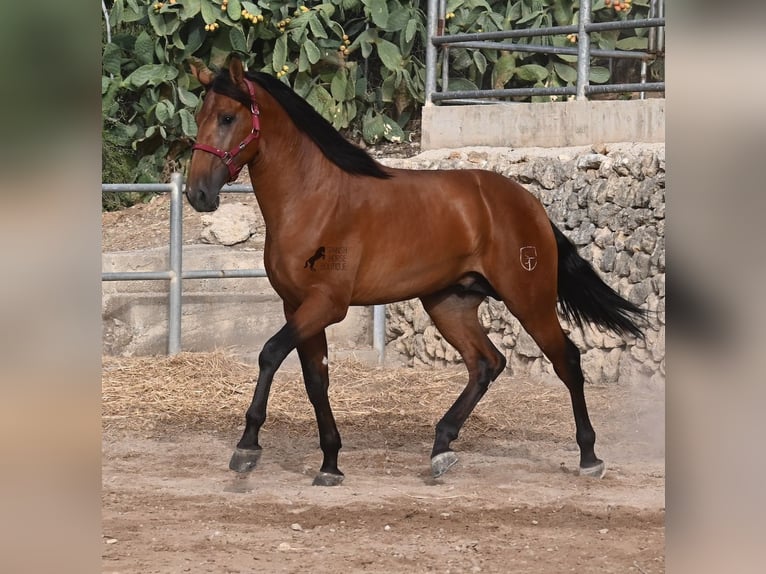 PRE Mix Stallion 2 years 17 hh Brown in Mallorca