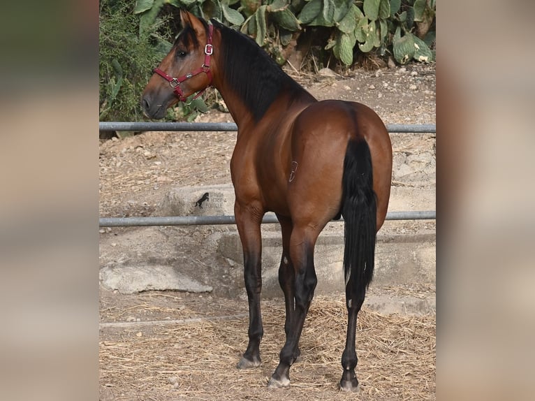 PRE Mix Stallion 2 years 17 hh Brown in Mallorca