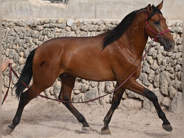 PRE Mix Stallion 2 years 17 hh Brown in Mallorca