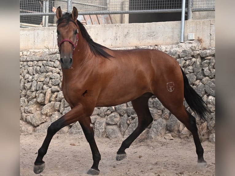 PRE Mix Stallion 2 years 17 hh Brown in Mallorca