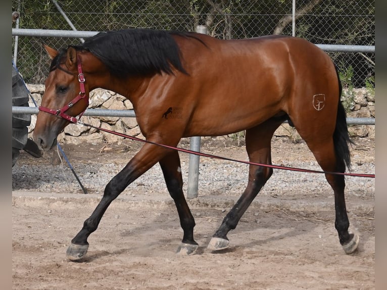 PRE Mix Stallion 2 years 17 hh Brown in Mallorca
