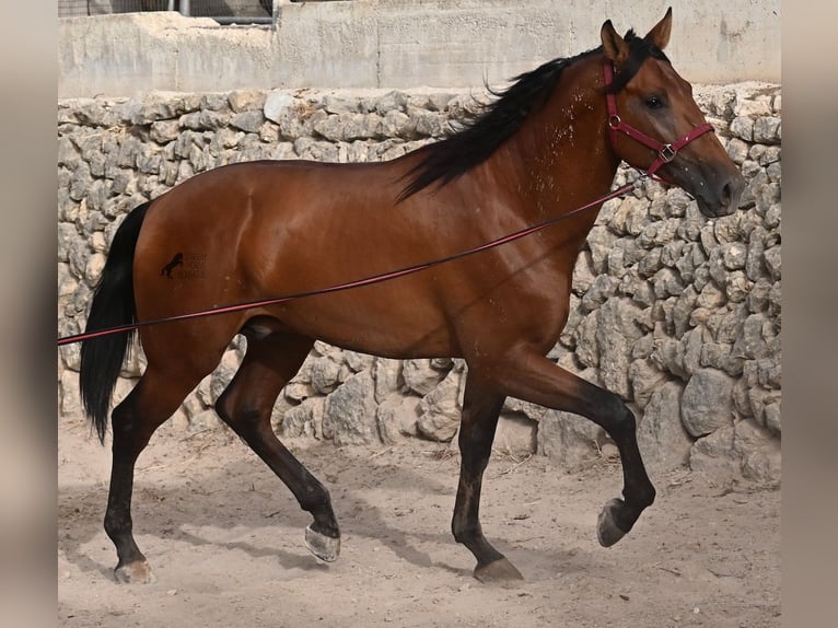 PRE Mix Stallion 2 years 17 hh Brown in Mallorca
