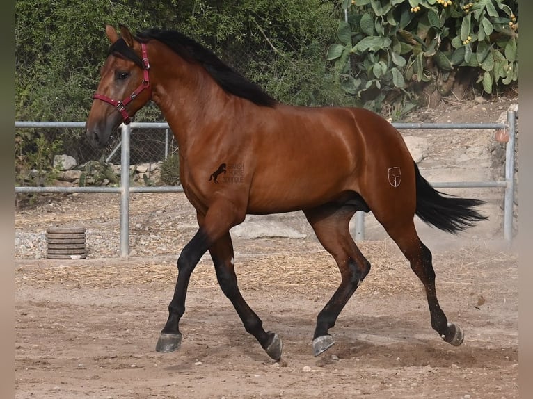 PRE Mix Stallion 2 years 17 hh Brown in Mallorca