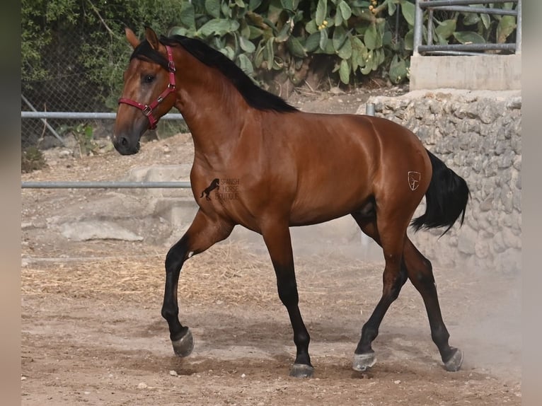 PRE Mix Stallion 2 years 17 hh Brown in Mallorca