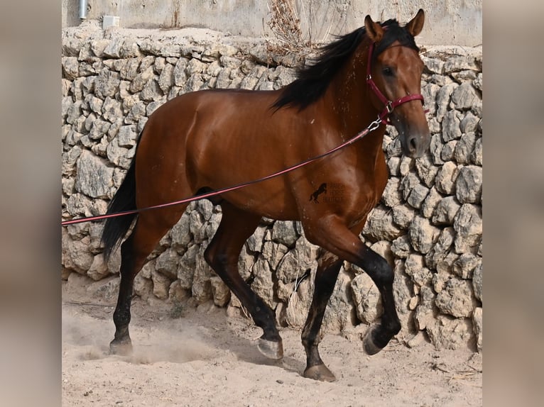 PRE Mix Stallion 2 years 17 hh Brown in Mallorca