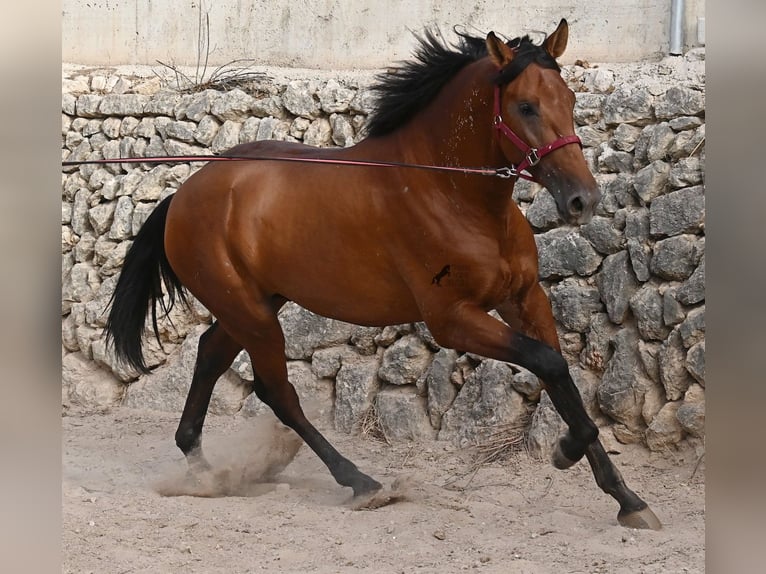 PRE Mix Stallion 2 years 17 hh Brown in Mallorca