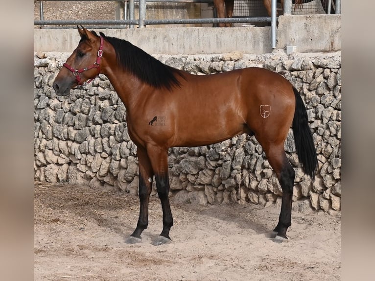 PRE Mix Stallion 2 years 17 hh Brown in Mallorca