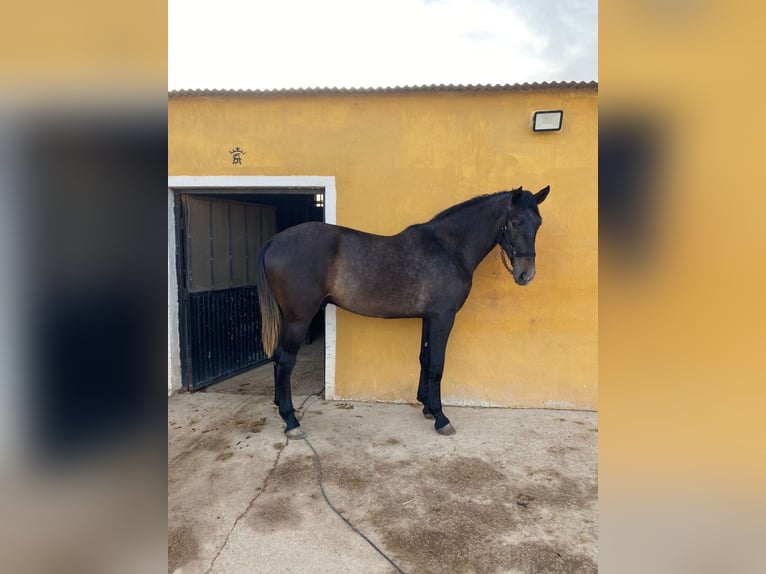 PRE Stallion 2 years 17 hh Gray in Alicante/Alacant
