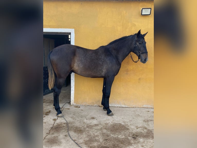 PRE Stallion 2 years 17 hh Gray in Alicante/Alacant