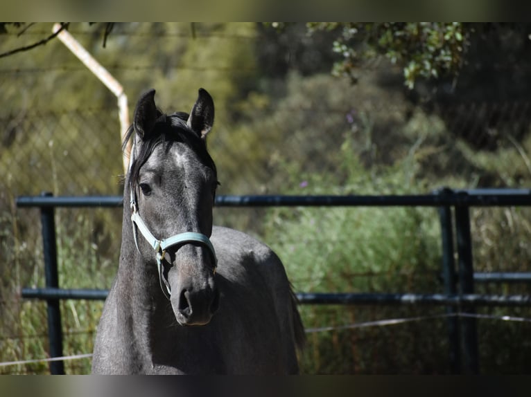 PRE Stallion 2 years 17 hh Gray in El Real De La Jara, Sevilla