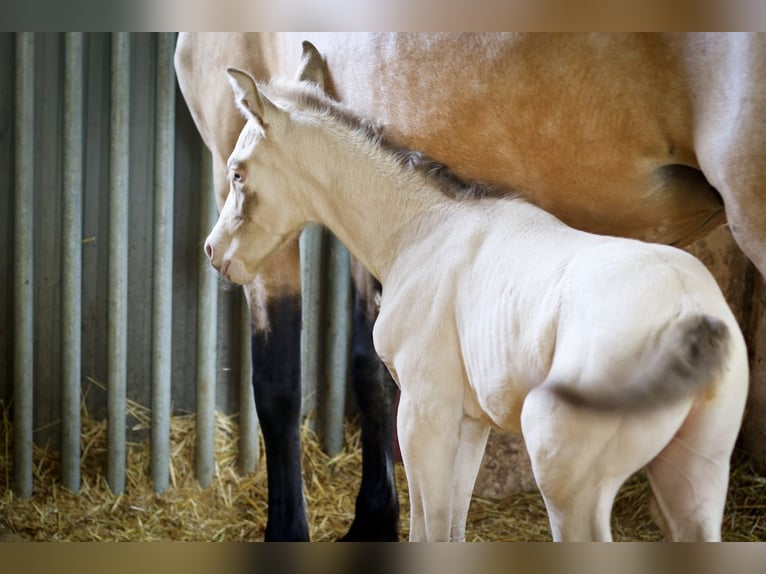 PRE Stallion 2 years 17 hh Perlino in Alcoy