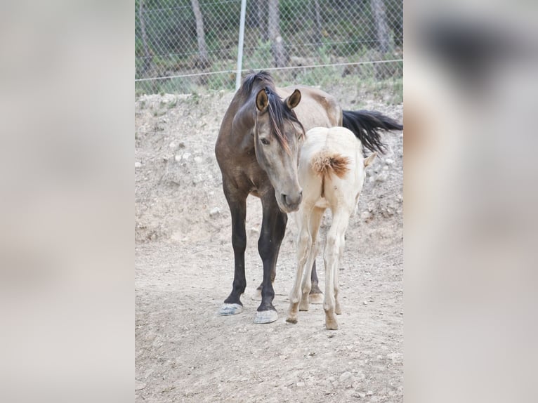 PRE Stallion 2 years 17 hh Perlino in Alcoi/Alcoy