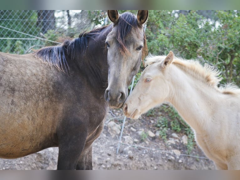 PRE Stallion 2 years 17 hh Perlino in Alcoi/Alcoy