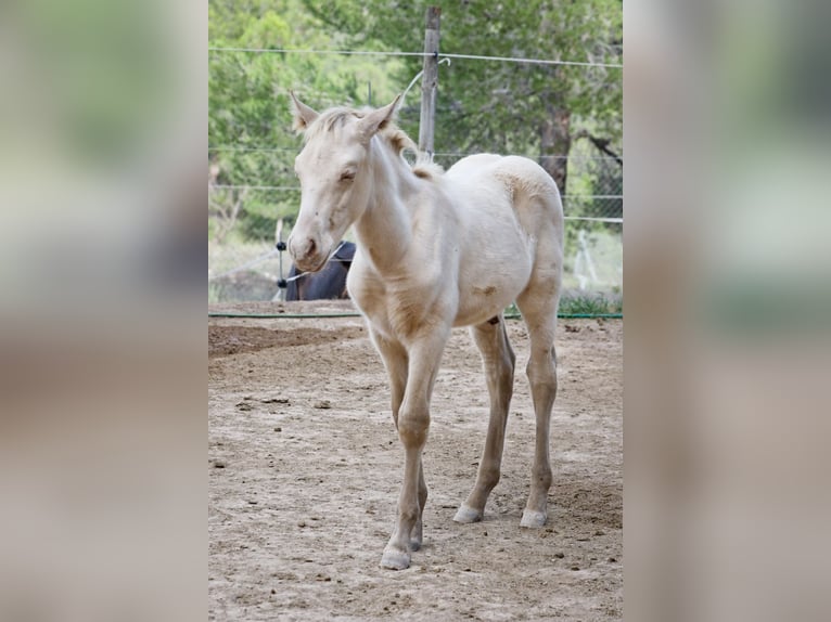 PRE Stallion 2 years 17 hh Perlino in Alcoi/Alcoy