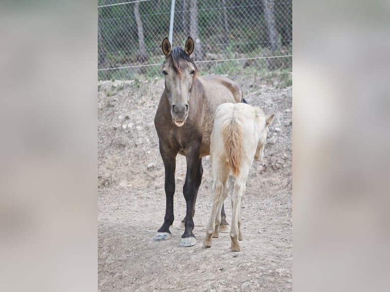 PRE Stallion 2 years 17 hh Perlino in Alcoi/Alcoy