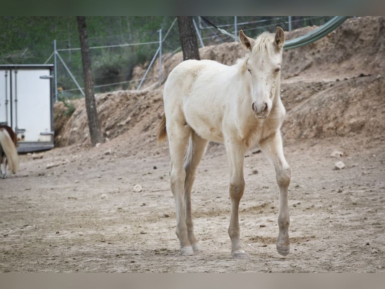 PRE Stallion 2 years 17 hh Perlino in Alcoi/Alcoy