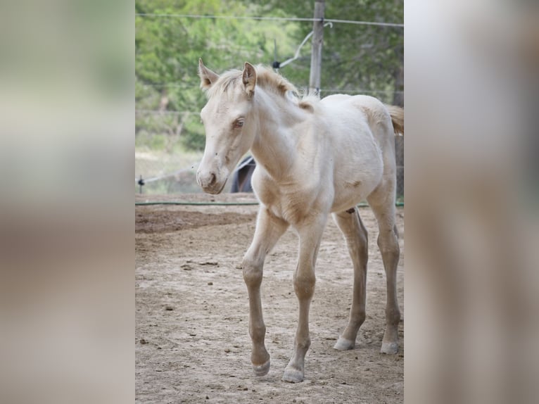 PRE Stallion 2 years 17 hh Perlino in Alcoi/Alcoy