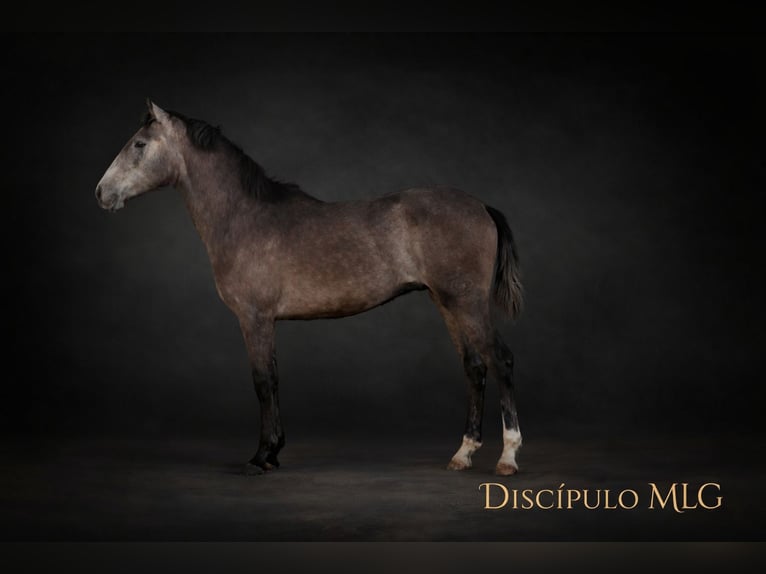 PRE Stallion 2 years 5.3 hh Grey in Librilla