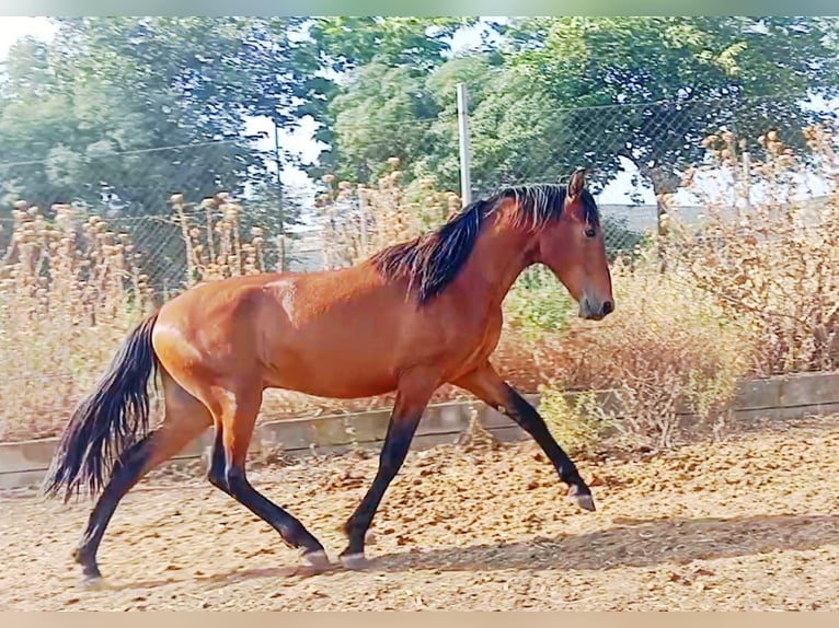 PRE Stallion 2 years Bay in Madrid