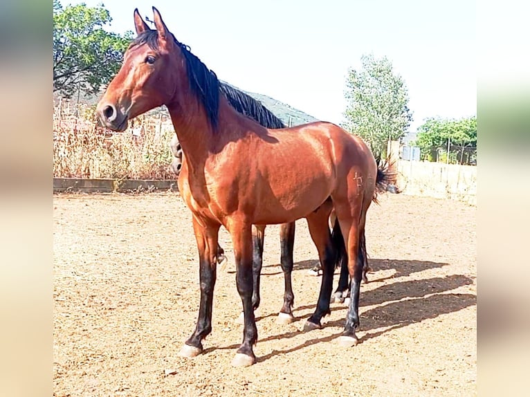PRE Stallion 2 years Bay in Madrid