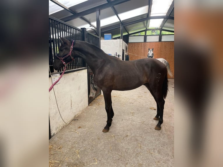 PRE Mix Stallion 2 years Black in Madrid