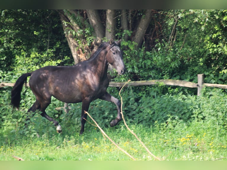 PRE Mix Stallion 2 years Black in Alveringem