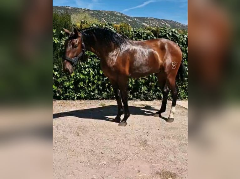 PRE Stallion 2 years Brown in Puertollano