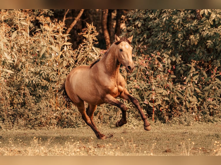 PRE Stallion 2 years Buckskin in Klagenfurt,11.Bez.:St. Ruprecht