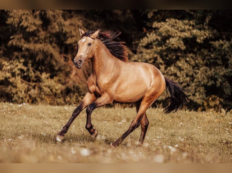 PRE Stallion 2 years Buckskin in Klagenfurt,11.Bez.:St. Ruprecht