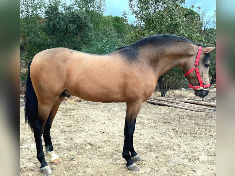 PRE Stallion 2 years Buckskin in Huelva