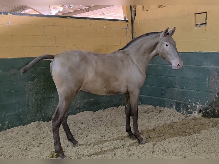PRE Stallion 2 years Champagne in Cordoba